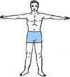 Гимнастика для мышц